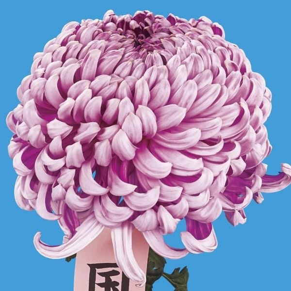 菊苗 大菊 国華貴賓 1芽