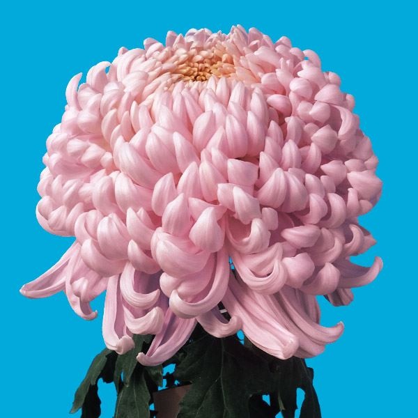 菊苗 大菊 国華極 1芽