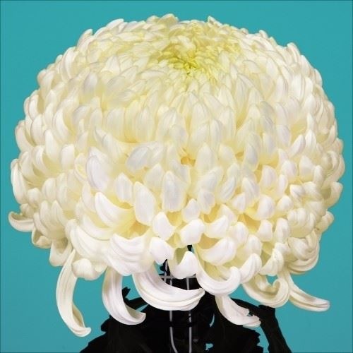 菊苗 大菊 国華鞍馬 1芽