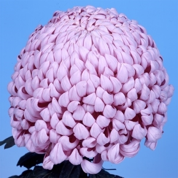 菊苗 大菊 国華献上 1芽