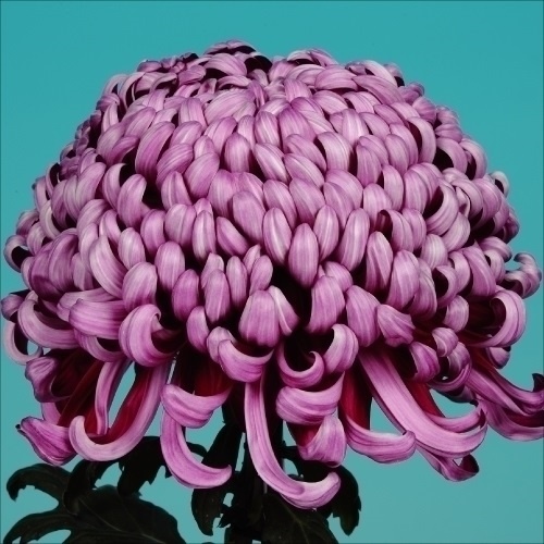 菊苗 大菊 国華幸運 1芽