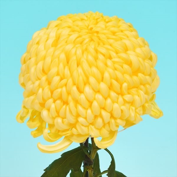 菊苗 大菊 国華光源 1芽