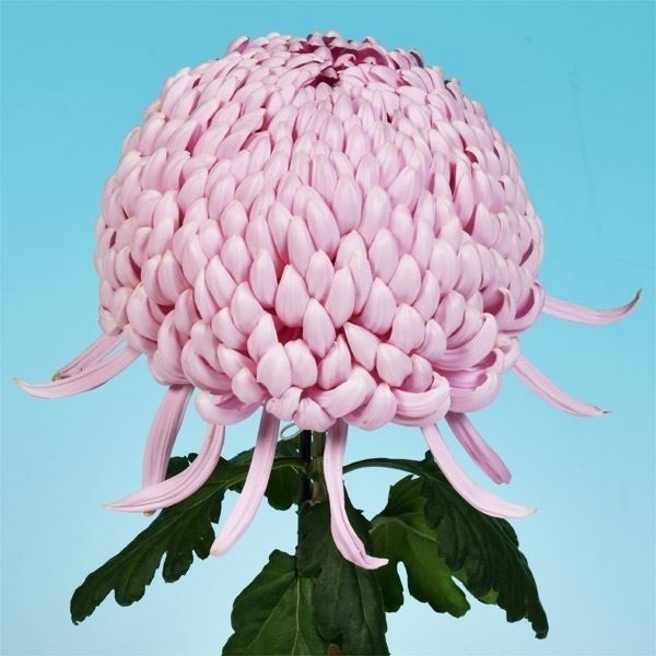 菊苗 大菊 国華康徳(P) 1芽