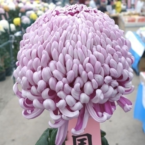 菊苗 大菊 国華五帝 1芽