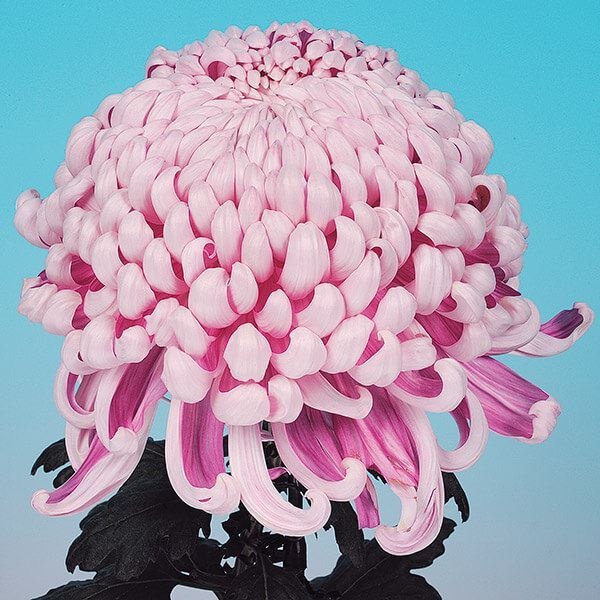 菊苗 大菊 国華桜島 1芽