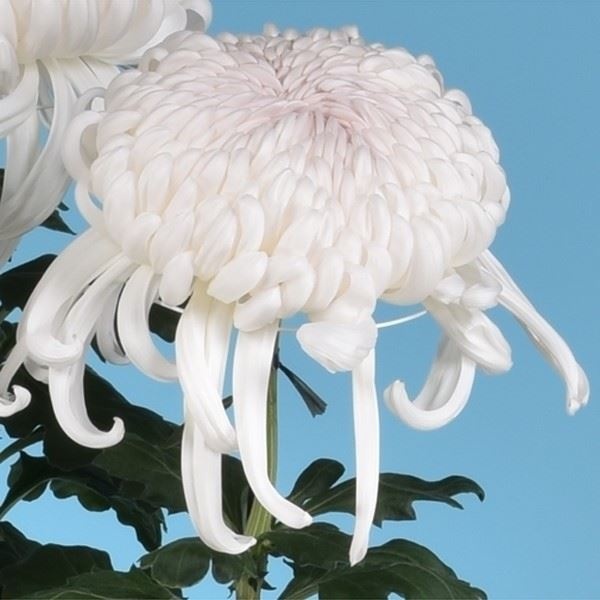 菊苗 大菊 国華山景 1芽