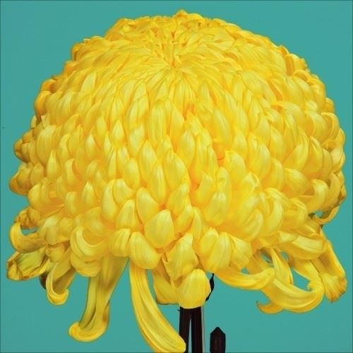 菊苗 大菊 国華三宝 1芽