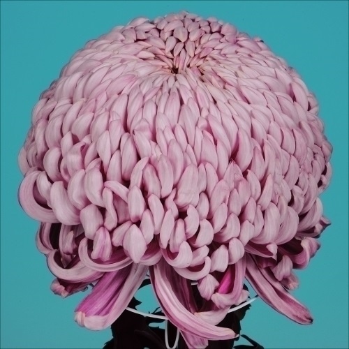 菊苗 大菊 国華十段 1芽