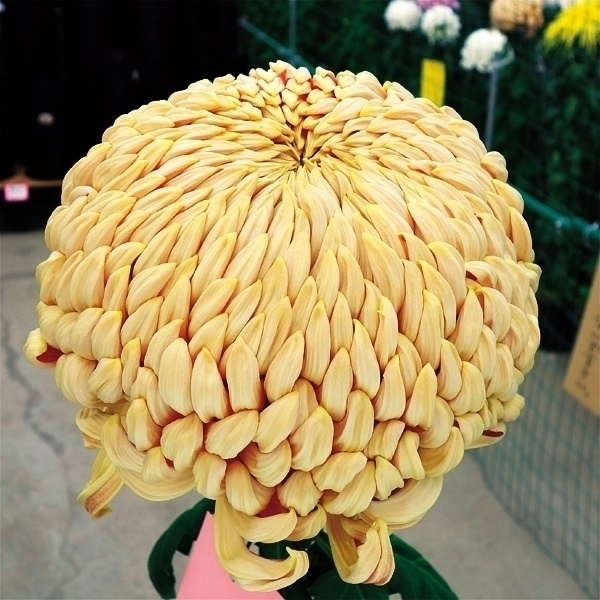 菊苗 大菊 国華春慶 1芽