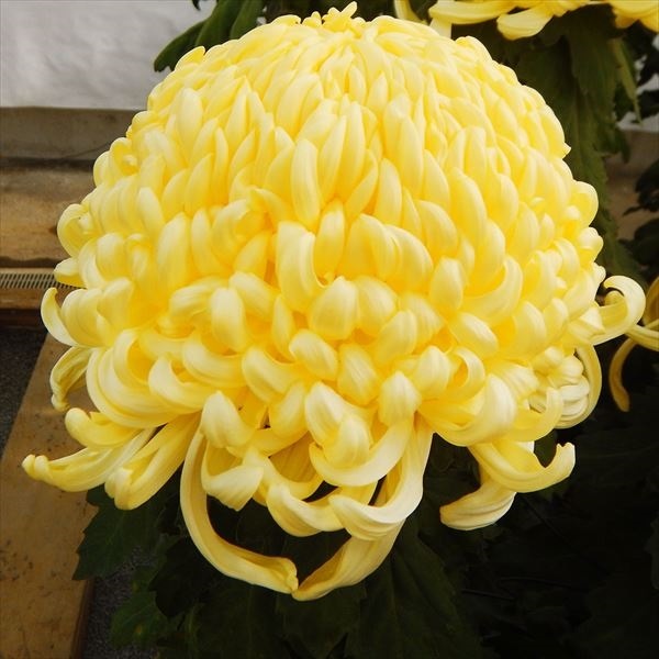 菊苗 大菊 国華丞相 1芽