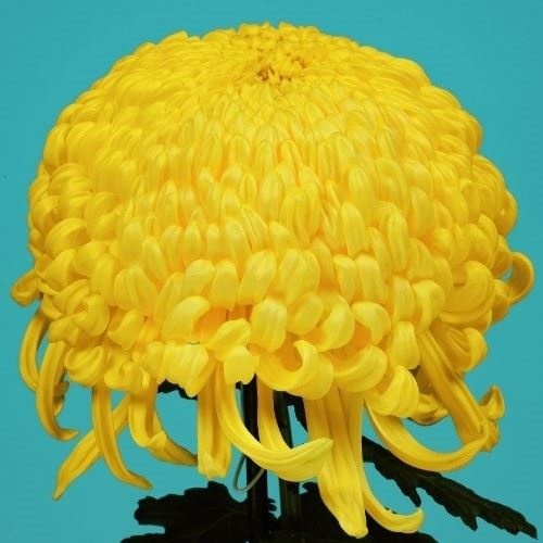 菊苗 大菊 国華松竹梅 1芽