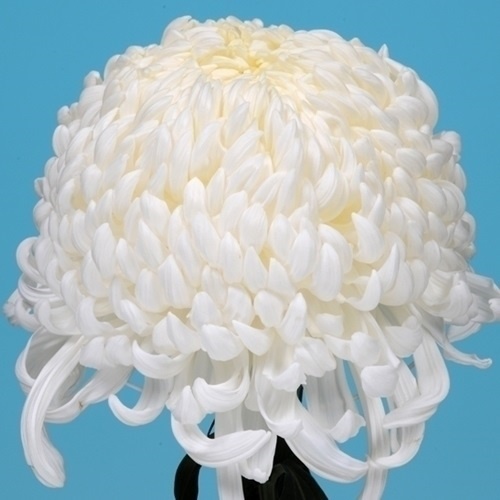 菊苗 大菊 国華神授 1芽