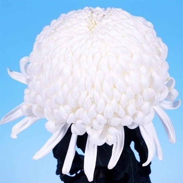 菊苗 大菊 国華進展 1芽