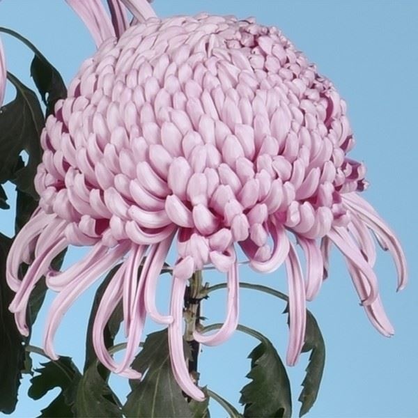 菊苗 大菊 国華神武(P) 1芽