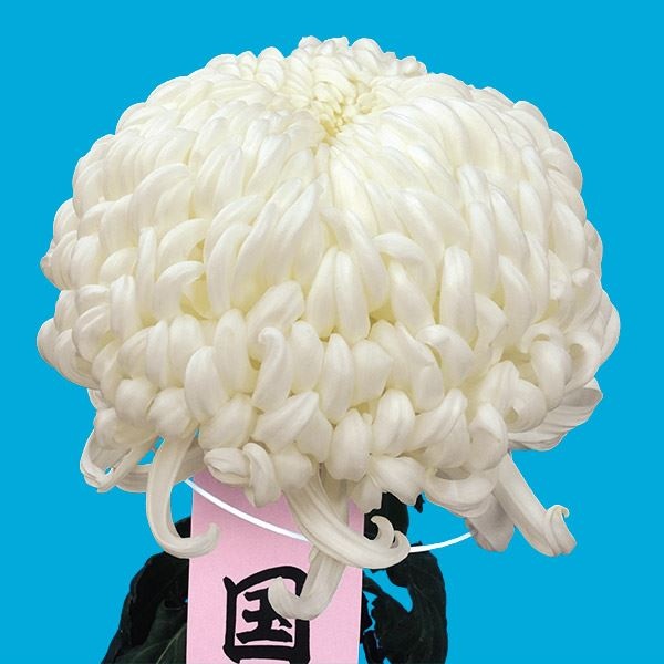 菊苗 大菊 国華末広 1芽