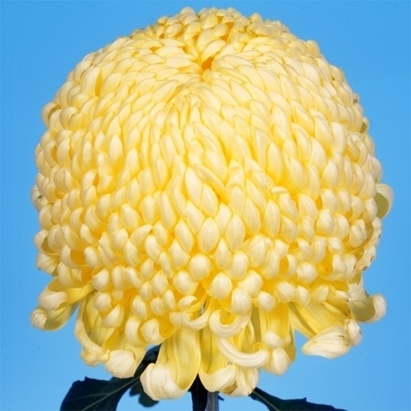 菊苗 大菊 国華晴山 1芽