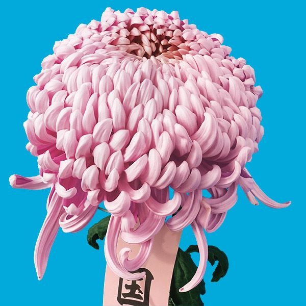 菊苗 大菊 国華盛福 1芽