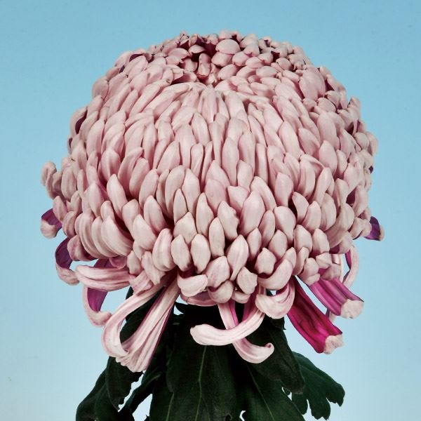 菊苗 大菊 国華千秋楽 1芽