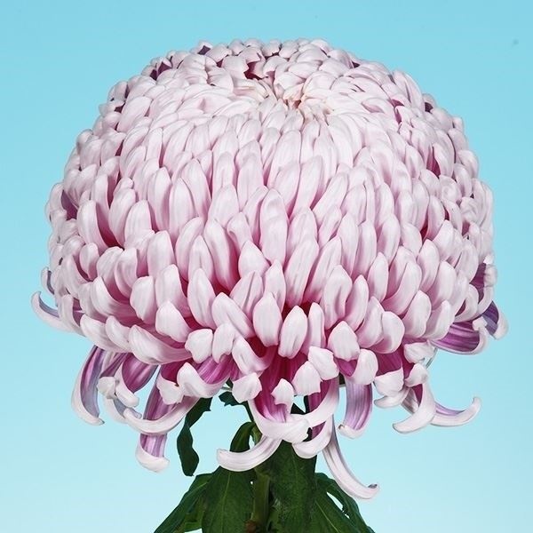 菊苗 大菊 国華仙桃 1芽