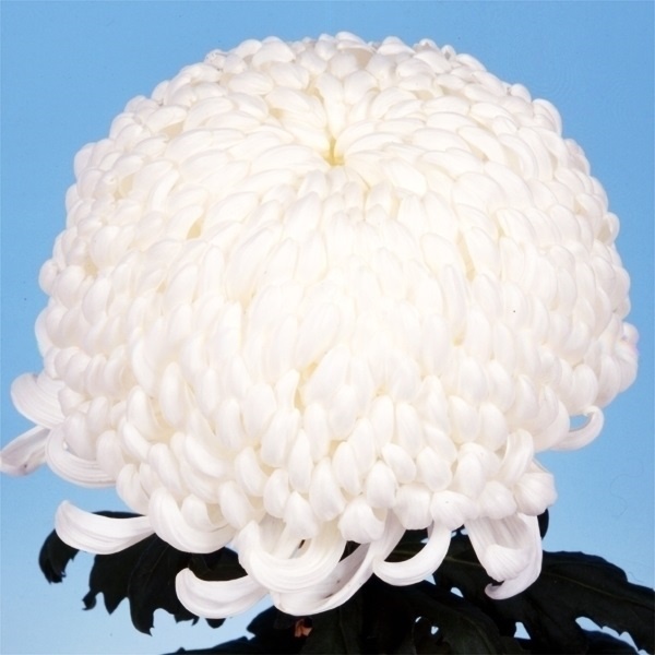 菊苗 大菊 国華創雲 1芽