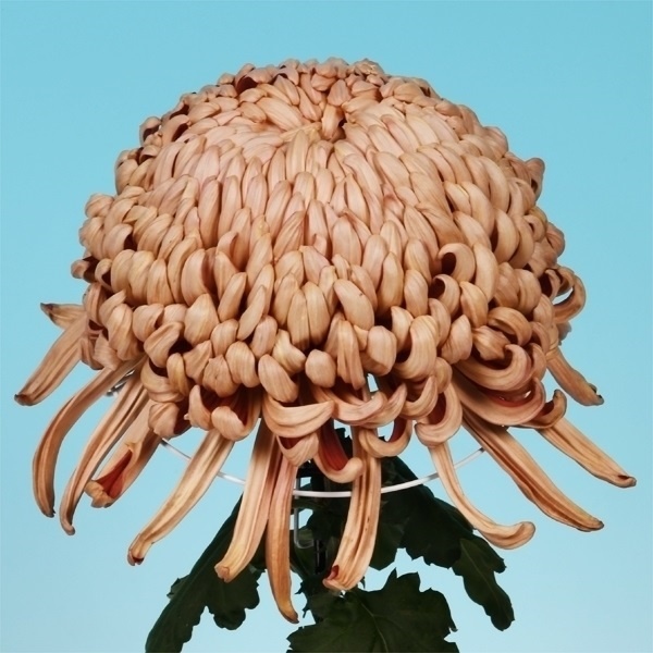 菊苗 大菊 国華卒寿光 1芽