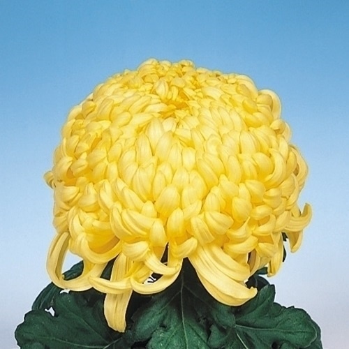 菊苗 大菊 国華大宇宙 1芽