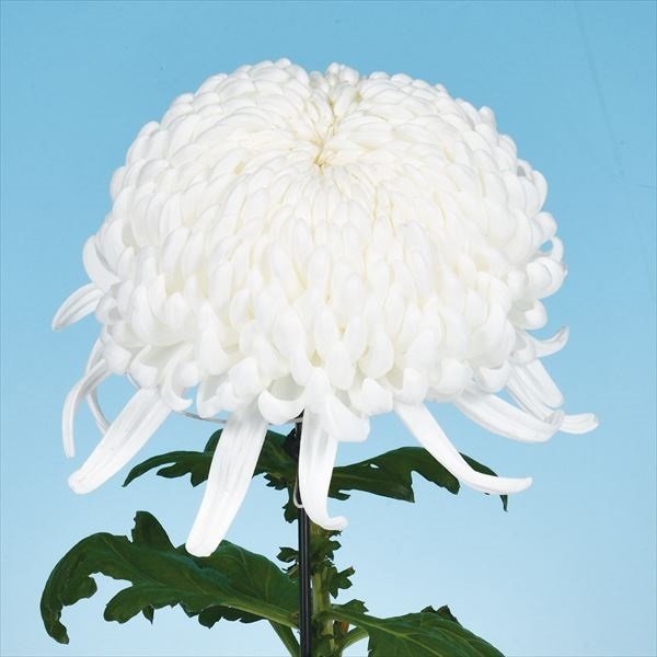 菊苗 大菊 国華大吟醸 1芽