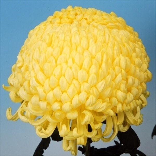 菊苗 大菊 国華大満月 1芽