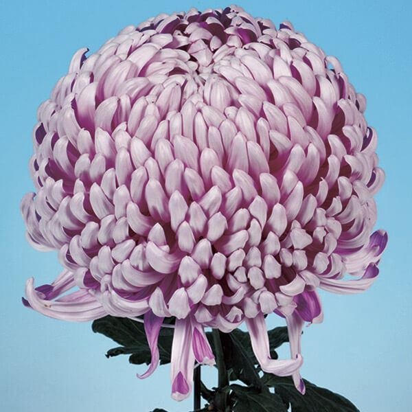 菊苗 大菊 国華太上 1芽