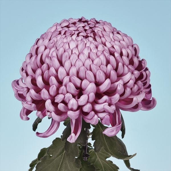 菊苗 大菊 国華大日 1芽