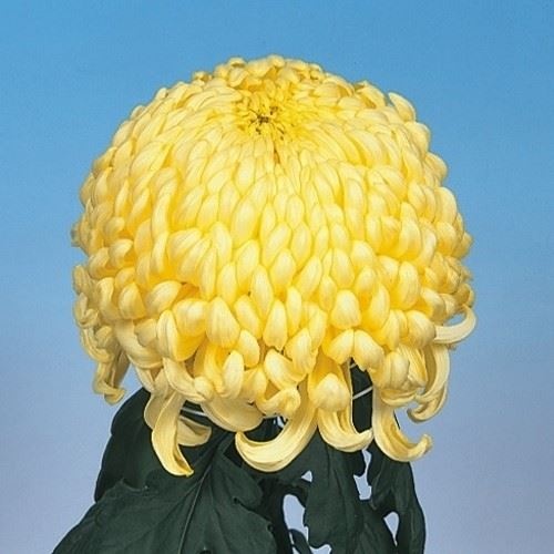 菊苗 大菊 国華大宝 1芽