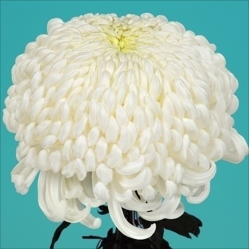 菊苗 大菊 国華高飛 1芽