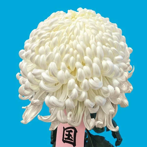 菊苗 大菊 国華伊達 1芽