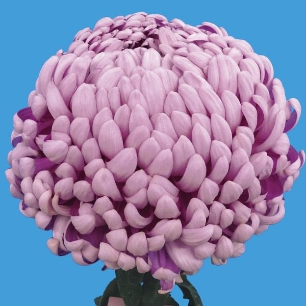 菊苗 大菊 国華長福 1芽