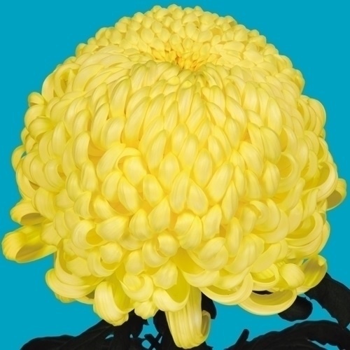 菊苗 大菊 国華伝説 1芽