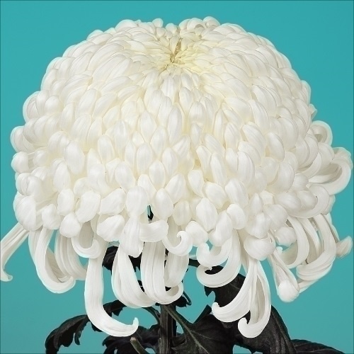 菊苗 大菊 国華の印 1芽