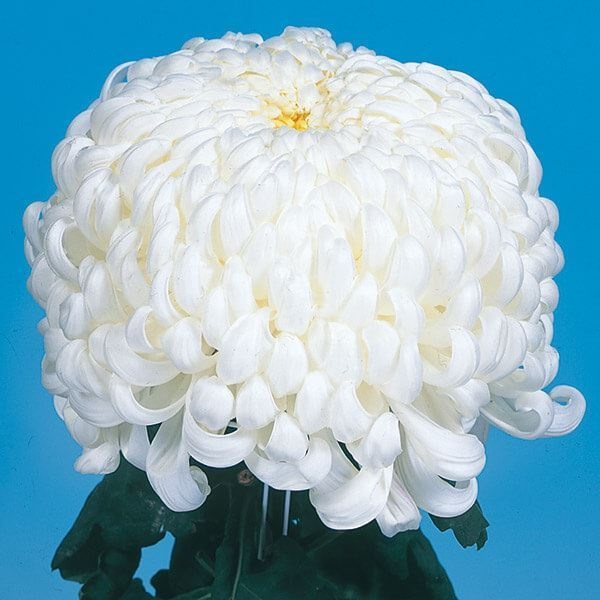 菊苗 大菊 国華の信 1芽