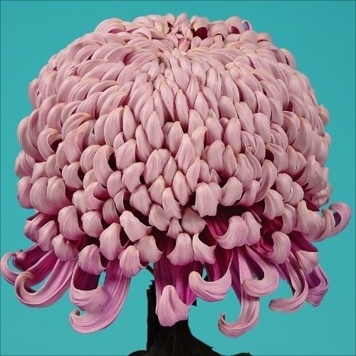 菊苗 大菊 国華の蘭 1芽