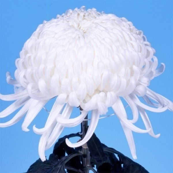 菊苗 大菊 国華博士 1芽