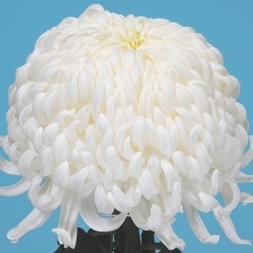 菊苗 大菊 国華白日 1芽