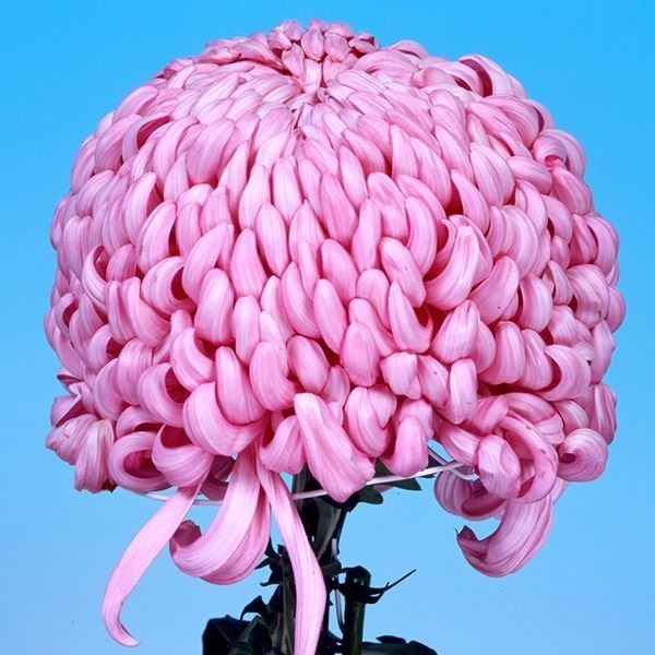 菊苗 大菊 国華八十宴 1芽