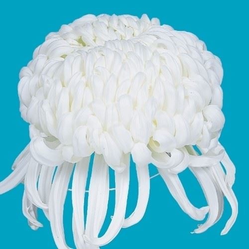 菊苗 大菊 国華八十吉 1芽