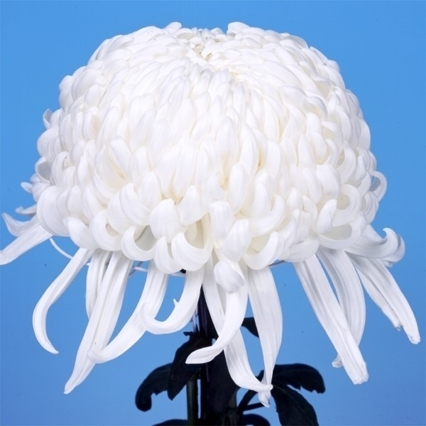 菊苗 大菊 国華八十天 1芽