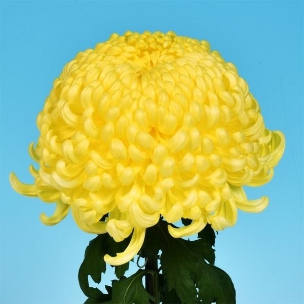 菊苗 大菊 国華八幡宮 1芽