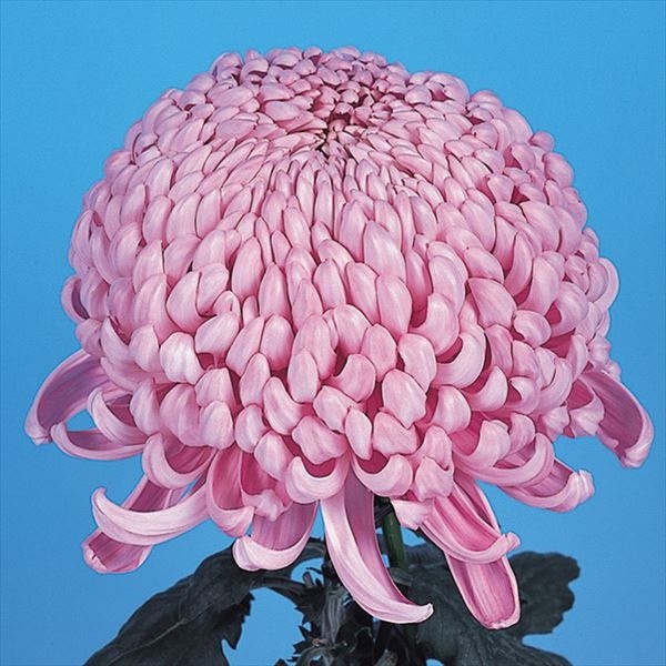 菊苗 大菊 国華花音 1芽