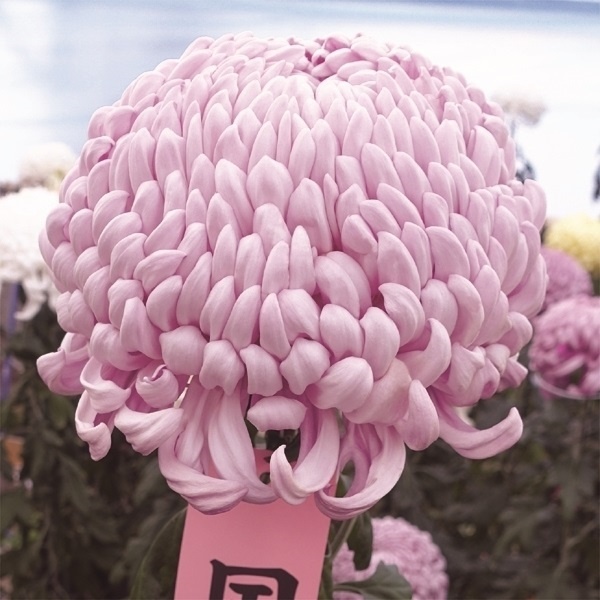 菊苗 大菊 国華姫星 1芽