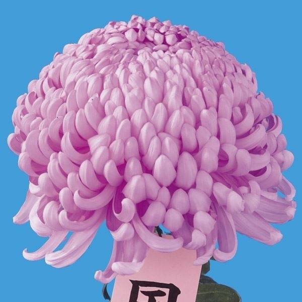 菊苗 大菊 国華福禄 1芽