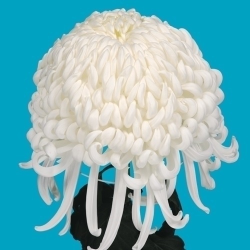 菊苗 大菊 国華富士 1芽