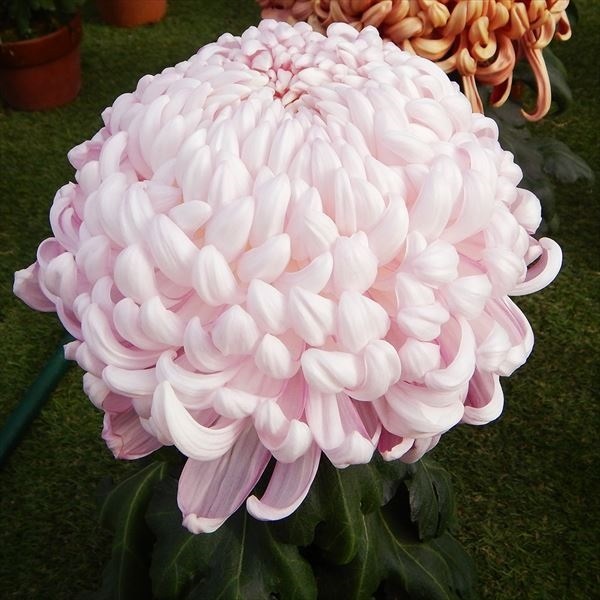 菊苗 大菊 国華弁才 1芽