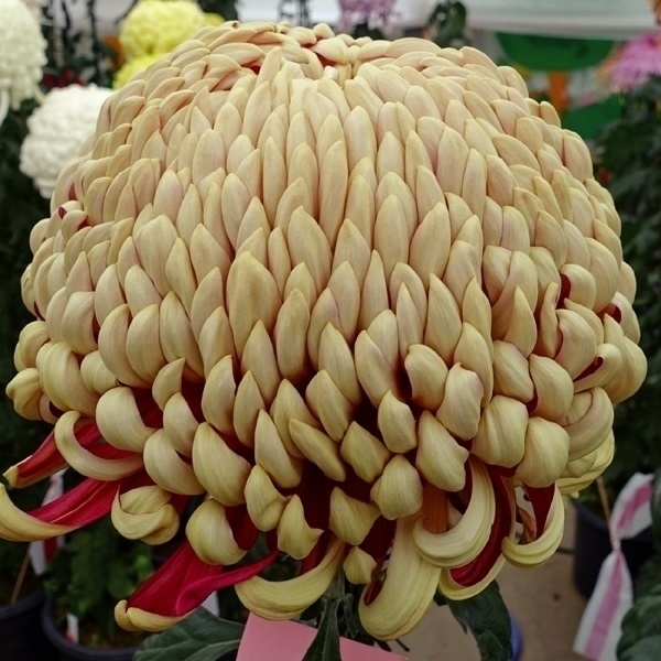 菊苗 大菊 国華穂俵 1芽